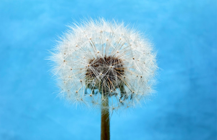 Foto di un soffione di tarassaco scattata con la funzione macro